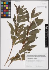 Foto von Salix daphnoides Vill. x Salix purpurea L.